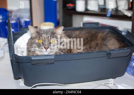 Ein Felidae-Wirbeltier, ein fleischfressendes Säugetier mit gelben Augen, Whiskern und einer Rehschnauze entspannen sich in einer Black Box, einem gemütlichen Katzenvorrat für kleine bis mittelgroße Katzen Stockfoto