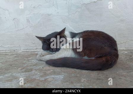 Eine Katze liegt auf dem Boden mit ihren Pfoten im Gesicht. Die Katze ist schwarz-weiß Stockfoto