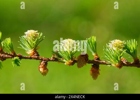 Junge Pollenzapfen und Eiszapfen der Lärche im Frühjahr. Stockfoto