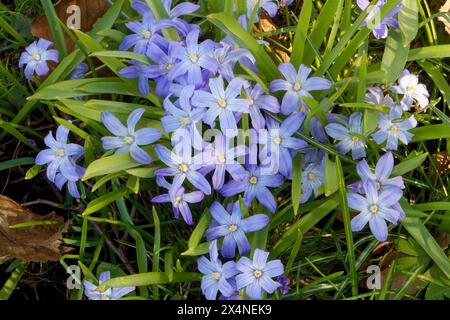 Scilla forbesii, auch bekannt als Forbes' Glory of the Snow, ist eine mehrjährige Pflanze Stockfoto