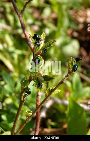 Agelastica alni, der Erlenblattkäfer, ist eine Art des Blattkäfers (Chrysomelidae) Stockfoto