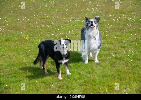 Der junge Tricolor Border Collie stand neben einem älteren Blue Merle Collie im Freien bei hellem Sonnenschein. Stockfoto