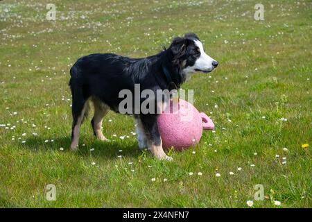 Der kleine Tricolor Border Collie Hündchen stand neben einem großen Spielzeugball draußen bei Sonnenschein. Stockfoto