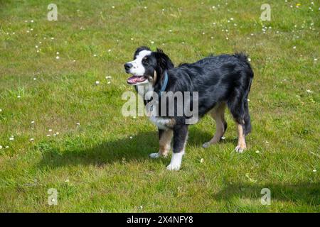 Little Tricolor Border Collie Hündchen stand im hellen Sonnenschein auf einem Feld draußen. Stockfoto