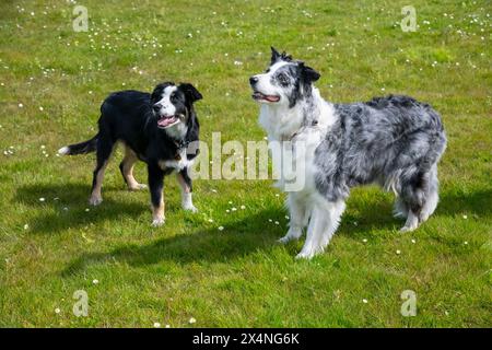 Der junge Tricolor Border Collie stand neben einem älteren Blue Merle Collie im Freien bei hellem Sonnenschein. Stockfoto