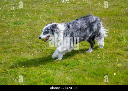 Reifer Blue Merle Border Collie läuft mit Ball im Mund auf einem Feld draußen. Stockfoto