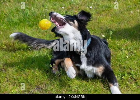 Der junge Border Collie versucht, einen Ball aus einer Liegeposition auf dem Gras draußen zu fangen. Stockfoto