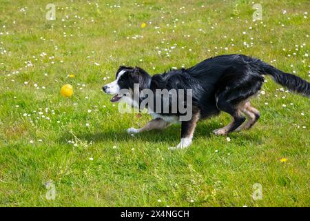 Junger Tricolor Border Collie, der draußen in hellem Sonnenschein auf einem Feld einen gelben Ball fängt. Stockfoto