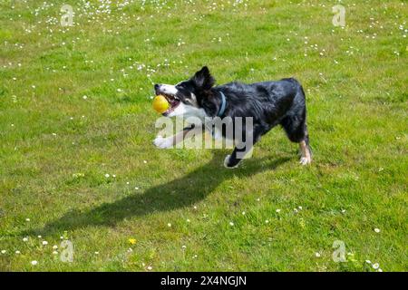 Junger Tricolor Border Collie, der draußen in hellem Sonnenschein auf einem Feld einen gelben Ball fängt. Stockfoto
