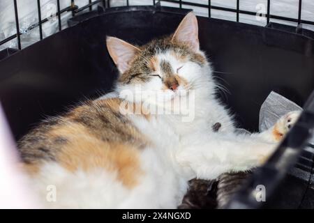 Eine Hauskatze mit Kalikofell und gelben Augen ruht in einem schwarzen Käfig. Die Barthaare und Schnauze sind sichtbar und zeigen den Carnivor Stockfoto