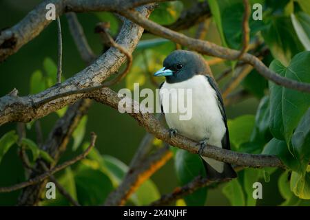 Weißbrust-Holzschwalbe Artamus leucorynchus passerine Vogel im Dschungel, brütet von den Andamanen-Inseln östlich durch Indonesien und Australien, Familie Stockfoto