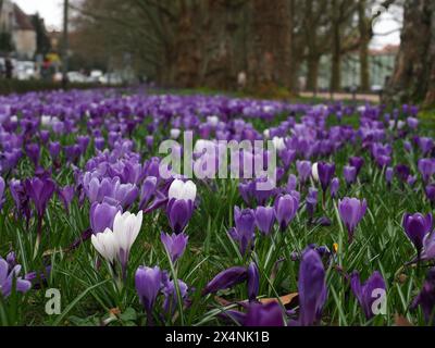 Violette und weiße Krokusse in einem Park in Szczecin (Jasne Blonia Park) Stockfoto