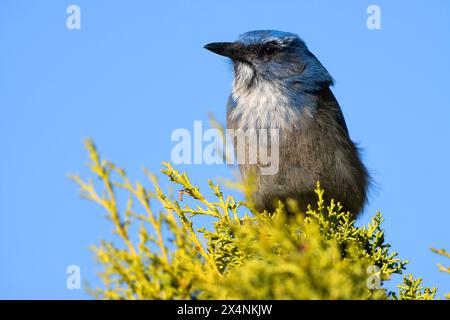 Woodhouse's Scrub-Jay (Aphelocoma woodhouseii), Zion National Park, Utah Stockfoto