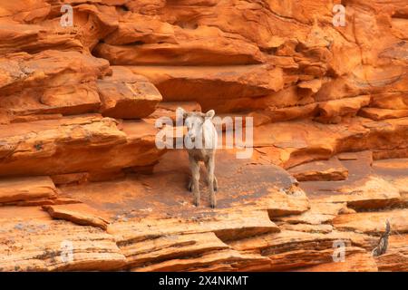 Dickhornschaf (Ovis canadensis nelsoni), Zion-Nationalpark, Utah Stockfoto