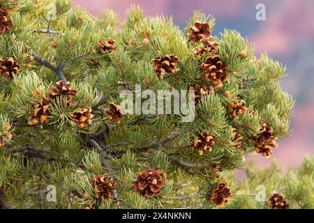 Pinyon Pine am Timber Creek Overlook Trail, Zion National Park, Utah Stockfoto