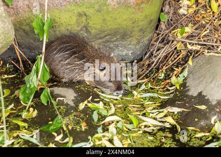 Nutria (Myocastor coypus) Kit, Wilhelmsburg, Hamburg, Deutschland Stockfoto