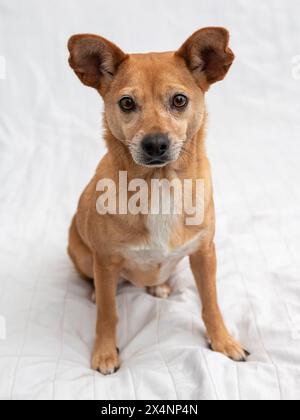 Entzückender kleiner brauner Mischlingshund, der auf einem Bett vor weißem Hintergrund sitzt, mit ruhigem, aufmerksamem Ausdruck Stockfoto