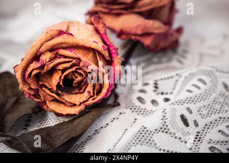 Verwelkte und trockene rote Rosen in Goldtönen auf einem weißen bestickten Stoff mit leerem Platz für Text und selektive Fokussierung. Traurigkeitskonzept Stockfoto
