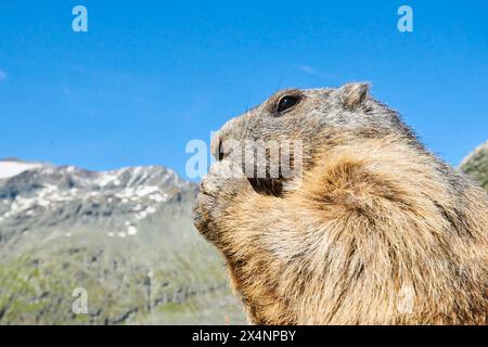 Porträt eines alpinen Murmeltieres (Marmota marmota) mit blauem Himmel im Hintergrund im Sommer, Großglockner, Nationalpark hohe Tauern, Österreich Stockfoto