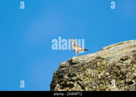 Wasserpipit (Anthus spinoletta) in den Bergen in der Hochalpenstraße, Kaernten, Österreich Stockfoto