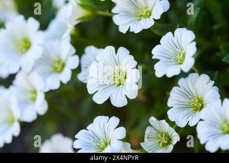 Alpenmaus-Ohr (Cerastium alpinum) blüht in den Bergen in der Hochalpenstraße, Pinzgau, Salzburg, Österreich Stockfoto