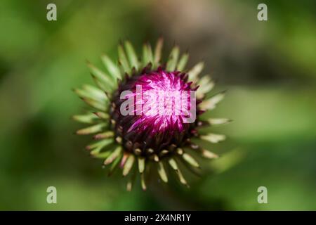 Die Alpendistel (Carduus defloratus) blüht in den Bergen in der Hochalpenstraße, Pinzgau, Salzburg, Österreich Stockfoto