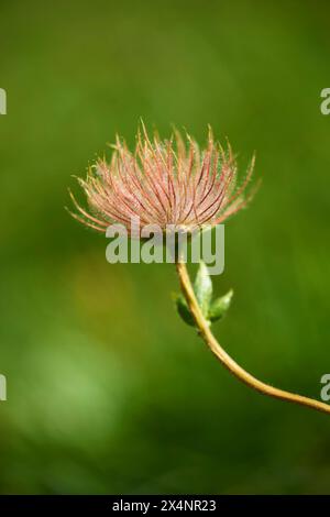 Alpenavens (Geum montanum) Samen in den Bergen in der Hochalpenstraße, Pinzgau, Salzburg, Österreich Stockfoto