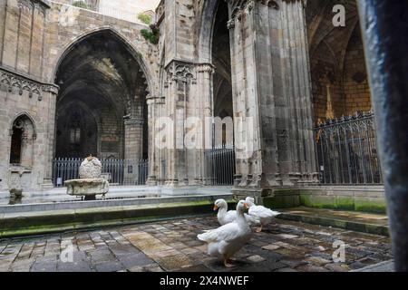 Kreuzgang mit Garten, Gänse im Innenhof, Kathedrale, Catedral de la Santa Creu i Santa Eulalia, Barcelona, Katalonien, Spanien Stockfoto