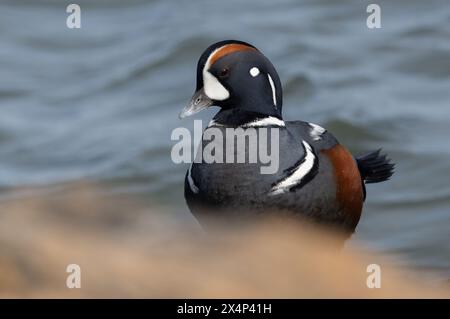 Harlequin Ente im Winter am Jersey Shore im Ozean Stockfoto