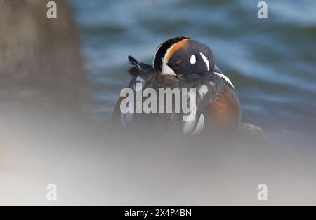 Harlequin Ente im Winter am Jersey Shore im Ozean Stockfoto