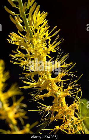 Desert Prince's Plume (Stanleya pinnata), Little Black Mountain Petroglyph Site, Arizona Strip Bureau of Land Management, Arizona Stockfoto