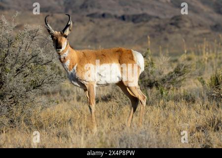 Pronghorn Antilope (Antilocapra americana), Fish Springs National Wildlife Refuge, Utah Stockfoto