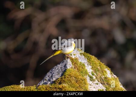 Graue Bachstelze (Motacilla cinerea) auf einem moosbedeckten Felsen mit verschwommenem Hintergrund. Stockfoto