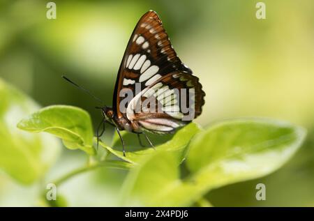 Lorquins Admiral stand auf einem Blatt. Los Altos Hills, Santa Clara County, Kalifornien, USA. Stockfoto