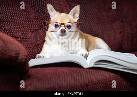 Ein kleiner chihuahua sitzt auf einer Couch mit einem Buch davor. Der Hund trägt eine Brille und liest das Buch. Die Szene ist verspielt und li Stockfoto