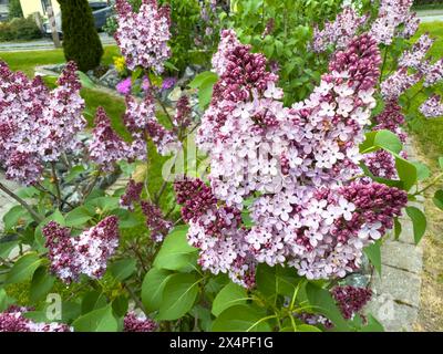 Rosa und weiß lila Blumen im Garten Stockfoto