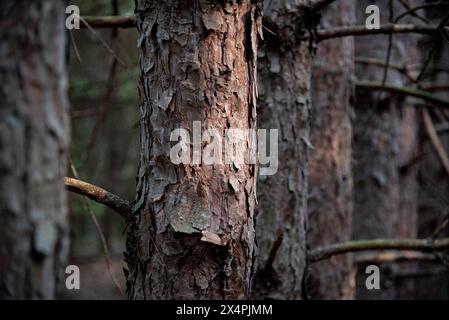 Ein Kiefernwald während der goldenen Stunde in Minnesota Woods. Stockfoto