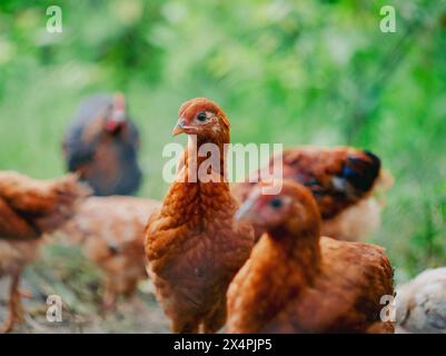 Herde junger brauner Hühner in natürlicher Umgebung. Geflügelhaltung und Landwirtschaft Stockfoto