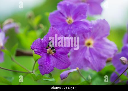 Leuchtend violette Clematis-Blüten in voller Blüte im Garten. Blumenschönheit und Gartenkonzept Stockfoto