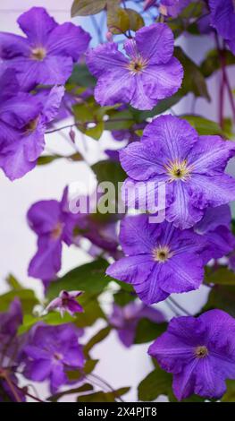 Leuchtend violette Clematis-Blüten in voller Blüte im Garten. Blumenschönheit und Gartenkonzept Stockfoto