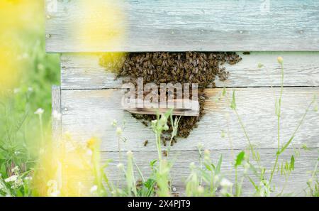 Aktiver Bienenstock auf rustikalen Holzplanken inmitten üppiger Vegetation, mit ein- und Aussteigen der Bienen, im Hintergrund eines grünen Gartens Stockfoto