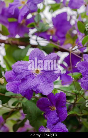 Leuchtend violette Clematis-Blüten in voller Blüte im Garten. Blumenschönheit und Gartenkonzept Stockfoto