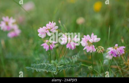 Der sanfte Fokus des zarten rosa Trifolium erinnert Wildblumen auf einer üppigen Wiese und symbolisiert sanfte Schönheit. Blumenschönheit und Gartenkonzept Stockfoto