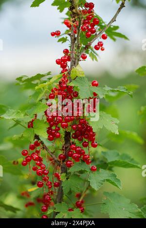 Gruppe reifer roter Johannisbeeren, die an einem Zweig hängen, umgeben von grünen Blättern im Garten. Das Konzept des Gartenbaus, des Beerenanbaus Stockfoto