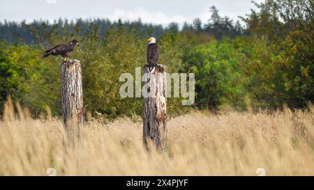 Ein junger und ein adulter Weißkopfseeadler (Haliaeetus leucocephalus) Stockfoto