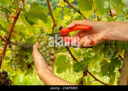 Arbeiter schneiden während der Weinerntezeit weiße Trauben von Reben Stockfoto