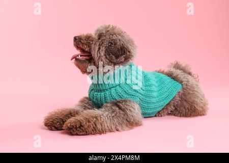 Niedlicher Toy Poodle Hund im gestrickten Pullover auf rosa Hintergrund Stockfoto