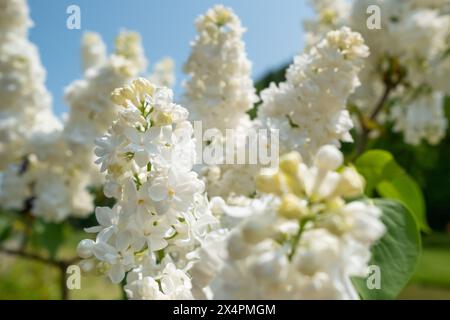 Lila Blumen blühen Blumen im Frühling Garten Stockfoto