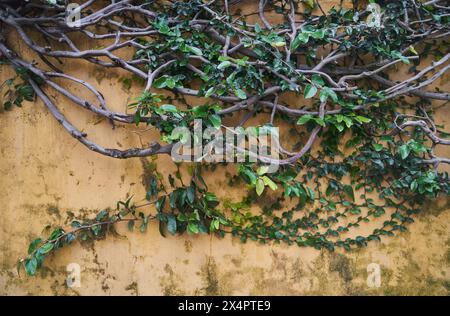 An einer senkrechten Wand blüht ein Sträucher mit zahlreichen Blättern Stockfoto