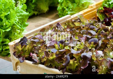 Frischer, knuspriger Salat aus biologischem Anbau in einem Marktstand, der auf dem französischen Bauernmarkt verkauft werden kann. Stockfoto